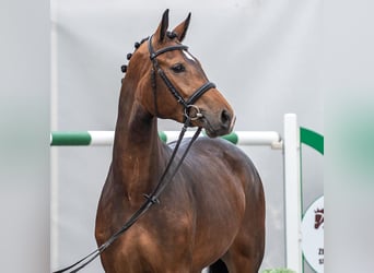 Westphalian, Mare, 2 years, Brown