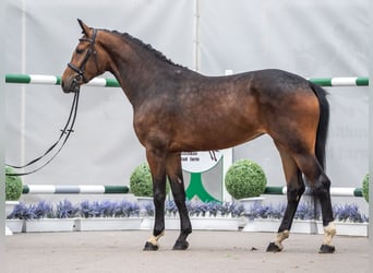 Westphalian, Mare, 2 years, Brown