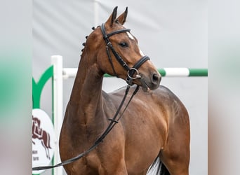 Westphalian, Mare, 2 years, Brown
