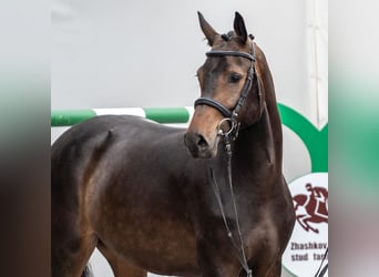 Westphalian, Mare, 2 years, Brown