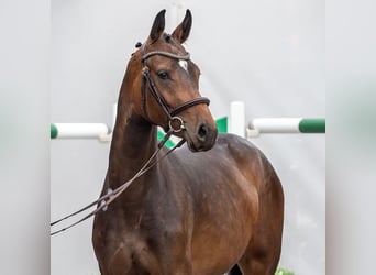Westphalian, Mare, 2 years, Brown