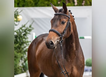 Westphalian, Mare, 2 years, Brown