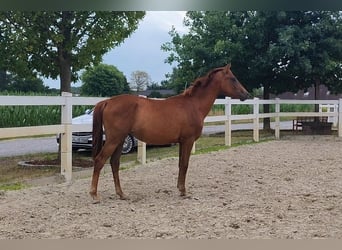 Westphalian, Mare, 2 years, Chestnut