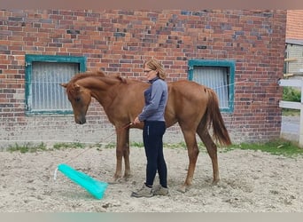 Westphalian, Mare, 2 years, Chestnut