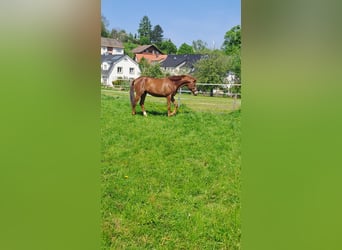 Westphalian, Mare, 2 years, Chestnut-Red