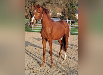 Westphalian, Mare, 2 years, Chestnut-Red