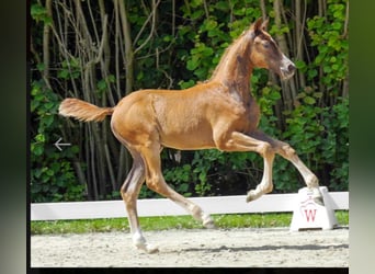 Westphalian, Mare, 2 years, Chestnut-Red