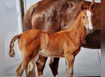 Westphalian, Mare, 2 years, Chestnut-Red