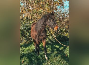 Westphalian, Mare, 2 years