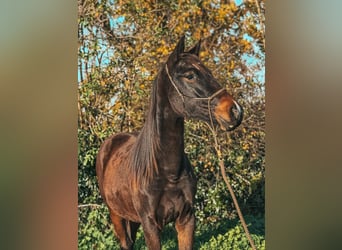 Westphalian, Mare, 2 years