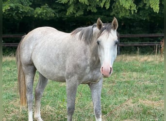 Westphalian, Mare, 2 years, Gray
