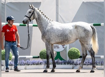 Westphalian, Mare, 2 years, Grey
