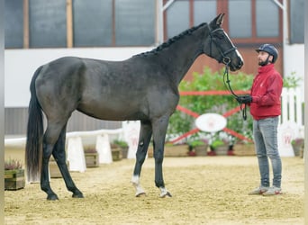 Westphalian, Mare, 2 years, Smoky-Black