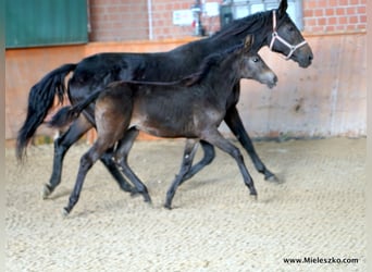 Westphalian, Mare, 2 years, Smoky-Black
