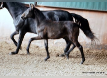 Westphalian, Mare, 2 years, Smoky-Black