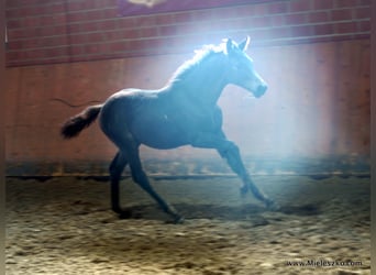Westphalian, Mare, 2 years, Smoky-Black