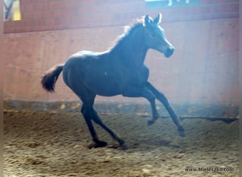 Westphalian, Mare, 2 years, Smoky-Black