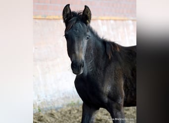Westphalian, Mare, 2 years, Smoky-Black