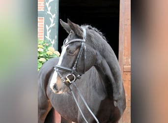 Westphalian, Mare, 3 years, 15,1 hh, Bay-Dark