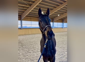 Westphalian, Mare, 3 years, 15.1 hh, Bay-Dark