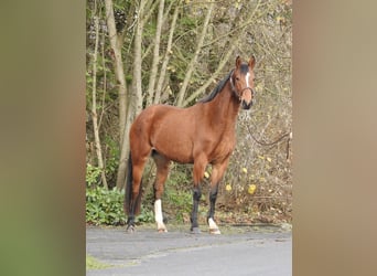 Westphalian, Mare, 3 years, 15,2 hh, Brown