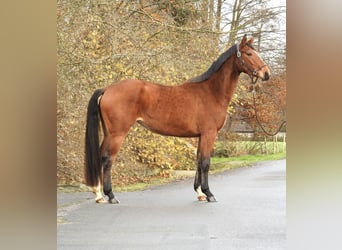 Westphalian, Mare, 3 years, 15,2 hh, Brown