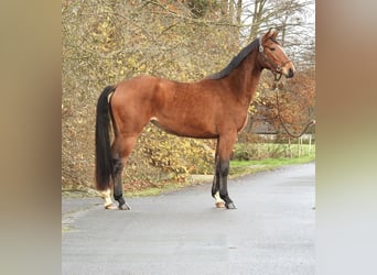 Westphalian, Mare, 3 years, 15,2 hh, Brown