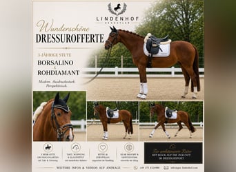 Westphalian, Mare, 3 years, 15.2 hh, Chestnut-Red