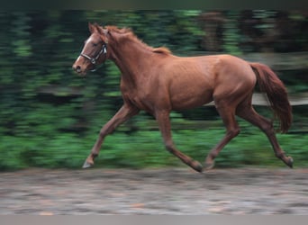 Westphalian, Mare, 3 years, 15.2 hh, Chestnut-Red