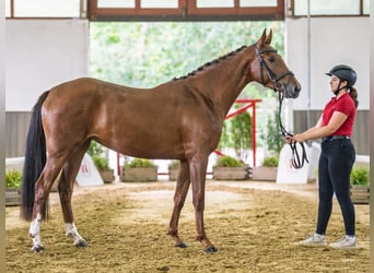 Westphalian, Mare, 3 years, 15.2 hh, Chestnut-Red