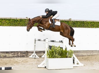 Westphalian, Mare, 3 years, 15.2 hh, Chestnut-Red