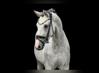 Westphalian, Mare, 3 years, 15.2 hh, Gray