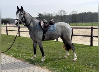 Westphalian, Mare, 3 years, 15.2 hh, Grey