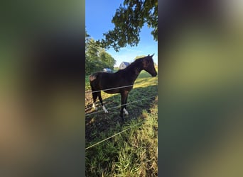 Westphalian, Mare, 3 years, 15.2 hh, Smoky-Black