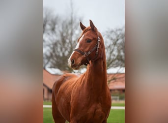 Westphalian, Mare, 3 years, 15.3 hh, Chestnut-Red
