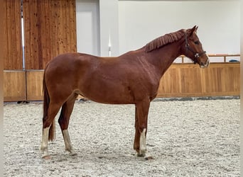 Westphalian, Mare, 3 years, 15.3 hh, Chestnut-Red