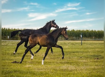 Westphalian, Mare, 3 years, 15,2 hh, Brown
