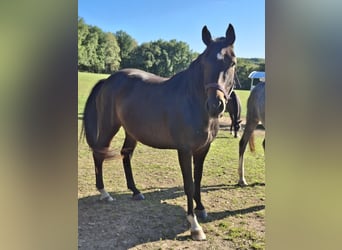 Westphalian, Mare, 3 years, 15,2 hh, Brown