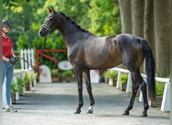 Westphalian, Mare, 3 years, 15,2 hh, Brown