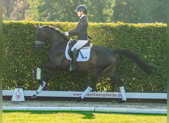 Westphalian, Mare, 3 years, 15,2 hh, Brown