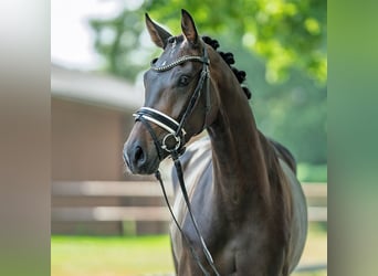 Westphalian, Mare, 3 years, 15,2 hh, Brown