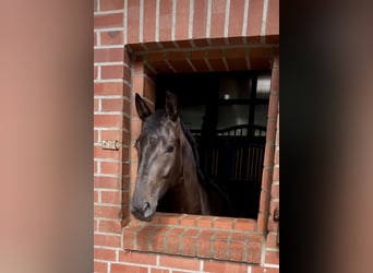 Westphalian, Mare, 3 years, 15,2 hh, Brown