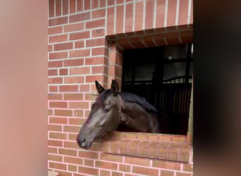 Westphalian, Mare, 3 years, 15,2 hh, Brown