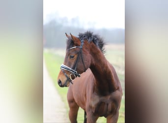 Westphalian, Mare, 3 years, 15,2 hh, Brown