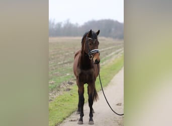 Westphalian, Mare, 3 years, 15,2 hh, Brown