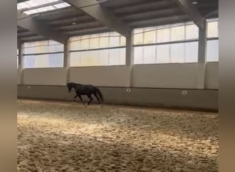 Westphalian, Mare, 3 years, 15,3 hh, Bay-Dark