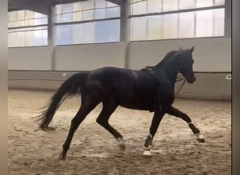 Westphalian, Mare, 3 years, 15,3 hh, Bay-Dark