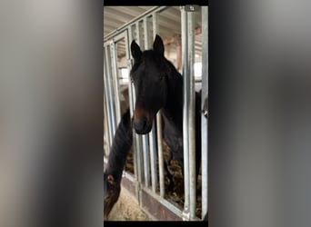 Westphalian, Mare, 3 years, 15,3 hh, Bay-Dark