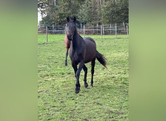 Westphalian, Mare, 3 years, 15,3 hh, Bay-Dark