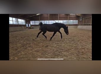 Westphalian, Mare, 3 years, 16,1 hh, Bay-Dark